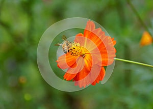 Bee pollinating a Cosmos Sulphureus, a tall orange flower