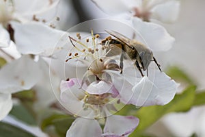 Bee pollinating crabapple blossoms, side view