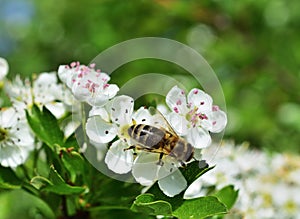 Bee pollinating Crataegus flowers