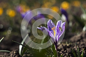 Bee pollinating the early spring flowers - lilac crocus. Crocuses with a worker honey bee feeding on nectar, macro background