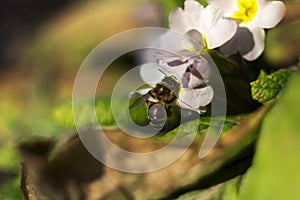 Bee pollinating the early spring flowers - primrose. Primula vulgaris with a worker honey bee feeding on nectar, macro background