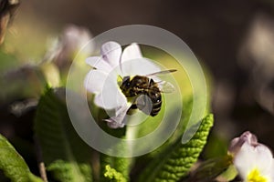 Bee pollinating the early spring flowers - primrose. Primula vulgaris with a worker honey bee feeding on nectar, macro background