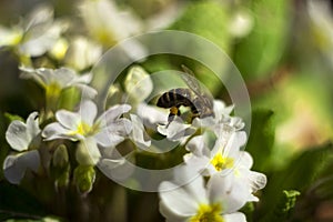 Bee pollinating the early spring flowers - primrose. Primula vulgaris with a worker honey bee feeding on nectar, macro background