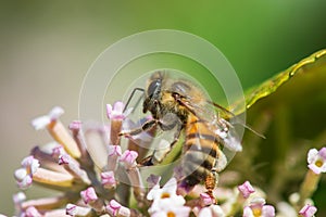 Bee pollinating flower