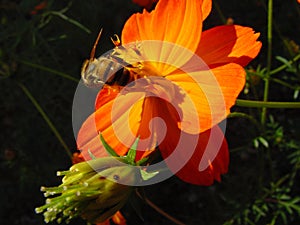 Bee pollinating flower photo