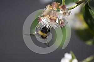 Bee pollinating flower photo