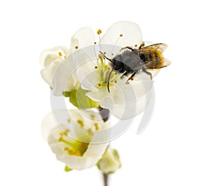 Bee pollinating a flower - Apis mellifera photo