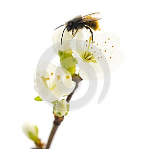 Bee pollinating a flower - Apis mellifera photo