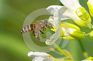 Bee pollinating flower