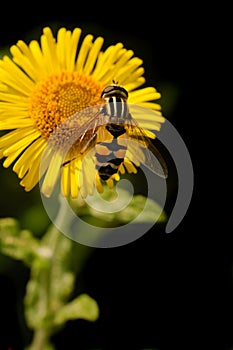 Bee pollinating flower