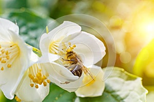 Bee pollinating flower.