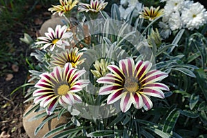 Bee pollinating flower of Gazania rigens `Big Kiss White Flame` in October