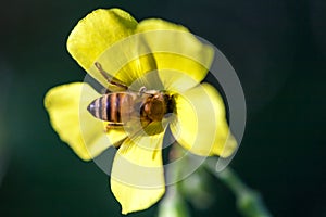 Bee pollinating flower photo