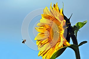 Bee pollinating the flower of a sunflower closeup