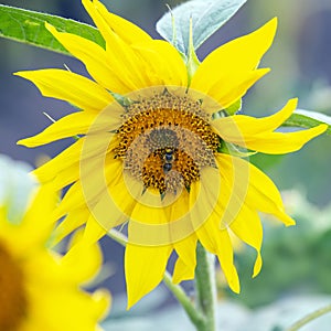 bee pollinating the flower of a sunflower closeup. botany and vegetation