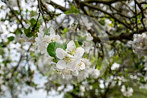 Bee pollinating a flowering tree. Early spring