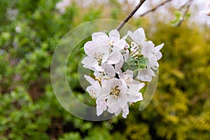 Bee pollinating a flowering tree. Early spring