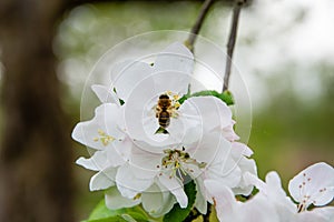 Bee pollinating a flowering tree. Early spring