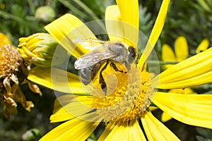 Bee pollinating the flowers
