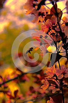 Bee pollinating flowers