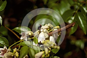 Bee Pollinating Flowers