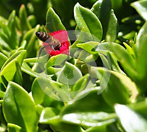 bee pollinating flowers in the garden