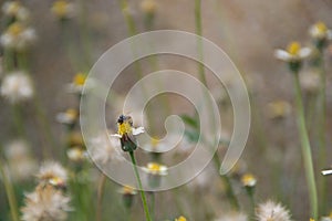 Bee Pollinating Flowers