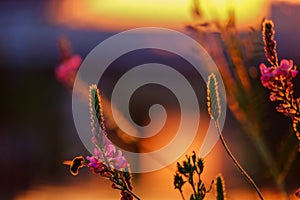 Bee pollinating flowers of lupinus, commonly known as lupine or lupin on the sunset light