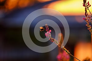 Bee pollinating flowers of lupinus, commonly known as lupine or lupin on the sunset light