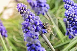 Bee pollinating flowers,