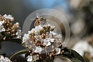 Bee pollinating flowers in summer,