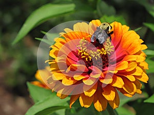 Bee Pollinating a Gaillardia