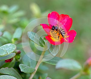 Bee Pollinating in Garden Suitable for Nature Theme