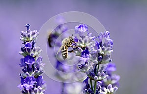 Bee pollinating lavender flower