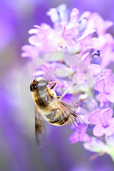 Bee pollinating lavender flowers