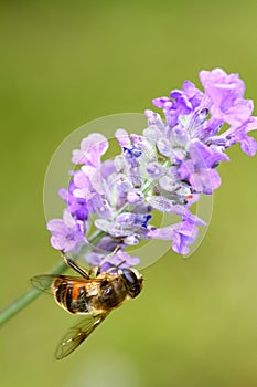 Bee pollinating lavender flowers