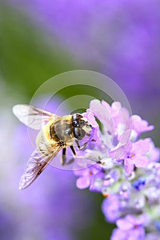 Bee pollinating lavender flowers