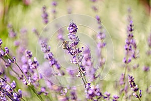 Bee pollinating lavender flowers in summer garden