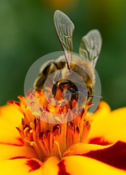 Bee Pollinating Marigold Flower Close-Up