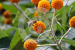 A bee pollinating orange ball tree flowers