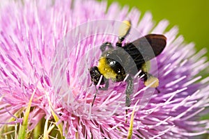 Bee pollinating a pink flower