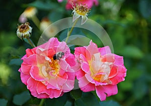 A bee pollinating the pink knockout roseS