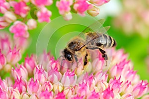 Bee Pollinating Pink Sedum Flowers