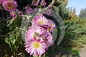 Bee pollinating pink and white flower of semidouble Chrysanthemums