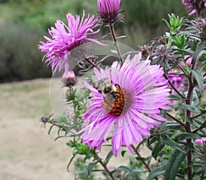 Bee pollinating On Pretty Purple Aster Flower At Vancouve Park Garden