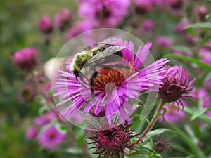 Bee Pollinating On Pretty Purple Aster Flowers In Summer 2019