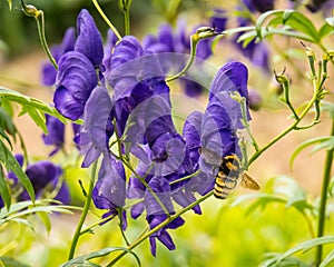 Bee pollinating purple flower in summer