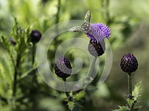 Bee Pollinating a Purple flower tact sharp end of fall