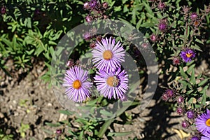 A bee pollinating purple flowers of New England aster photo