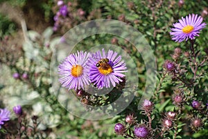 Bee pollinating purple flowers of New England aster photo
